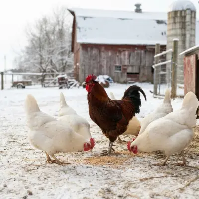 Chantecler Chickens
