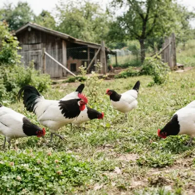 Lakenvelder Chickens