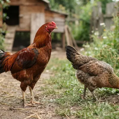Aseel Chickens