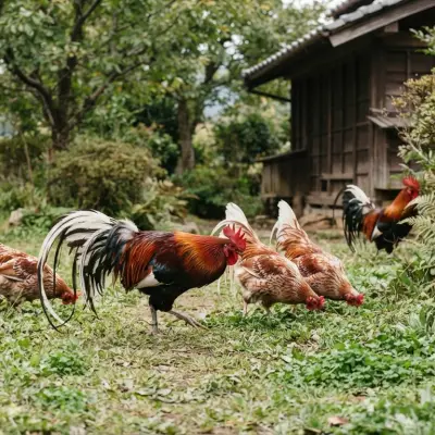 Yokohama Chickens