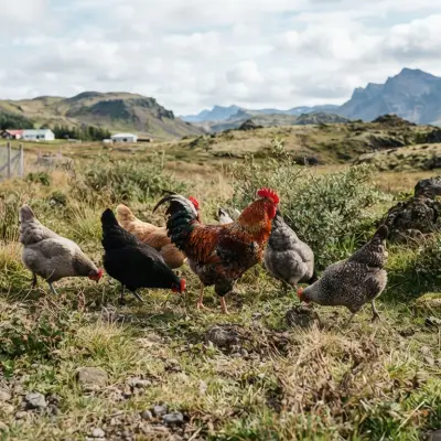 Icelandic Chickens