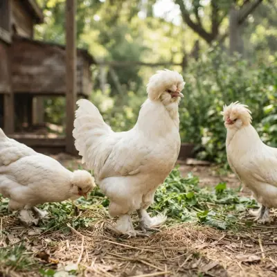 Sultan Chickens
