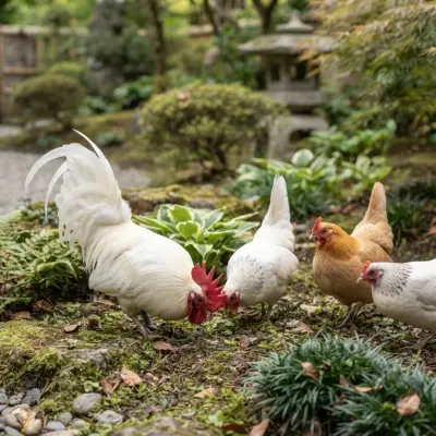 Japanese Bantam Chickens