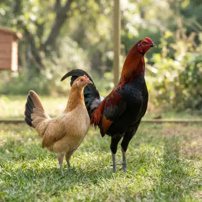 Modern Game Chickens