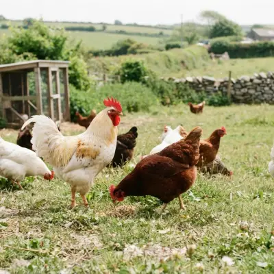Cornish Chickens