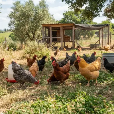 Heat Tolerant Chicken Breeds