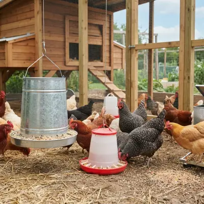 Feeders & Waterers