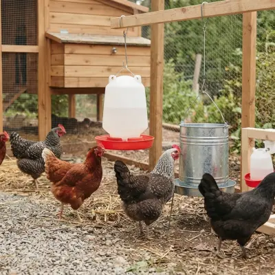 Chicken Waterers Guide