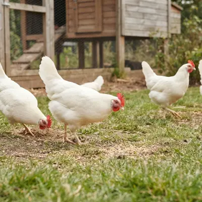 White Leghorn Chickens