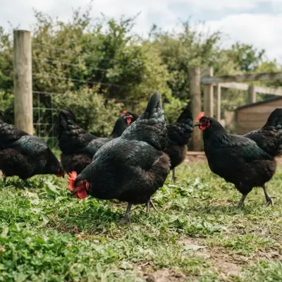 Australorp Chickens