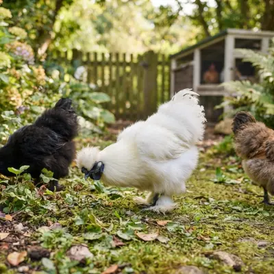Silkie Chickens