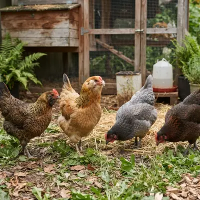 Easter Egger Chickens