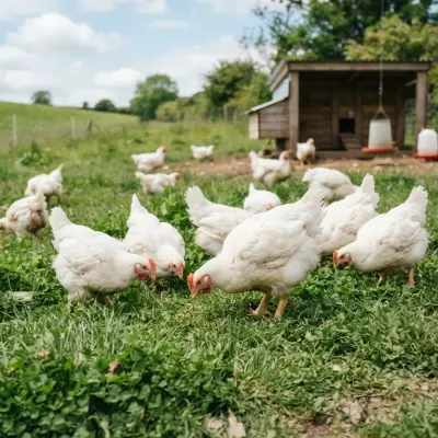 Cornish Cross Chickens