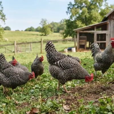 Dominique Chickens