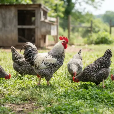 Delaware Chickens