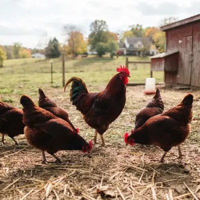 Buckeye Chickens
